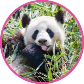 Un oso panda blanco y negro come hojas de bambú.