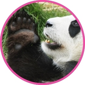 Un adorable panda juega y se revuelca por el suelo.