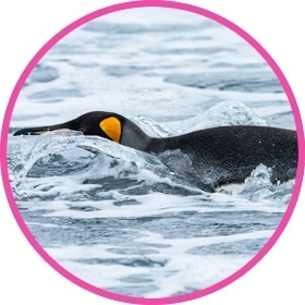 Un pingüino se desliza a través del agua.