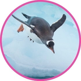 Un pingüino antártico se dispone a sumergirse en el agua.