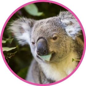 Un koala sentado mastica hojas de eucalipto.