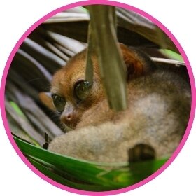Un loris perezoso en un árbol.