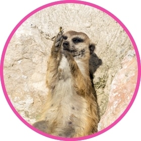 Una suricata come algo.