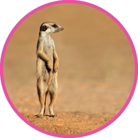 Una suricata en pie en el desierto.