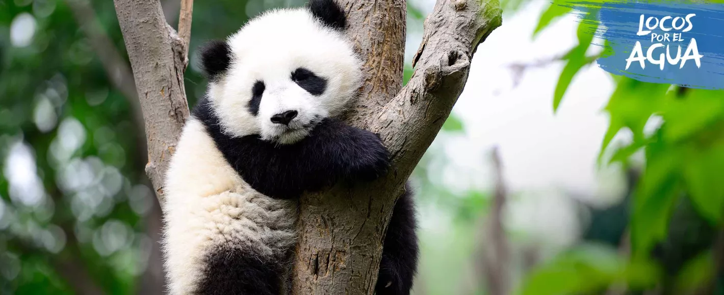 Panda sitting on a tree