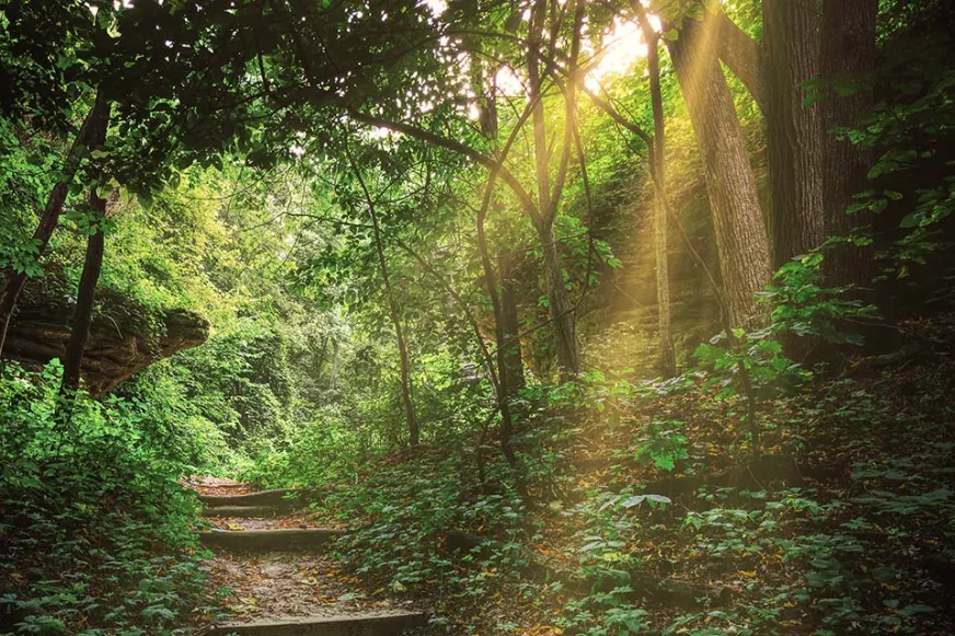 forest