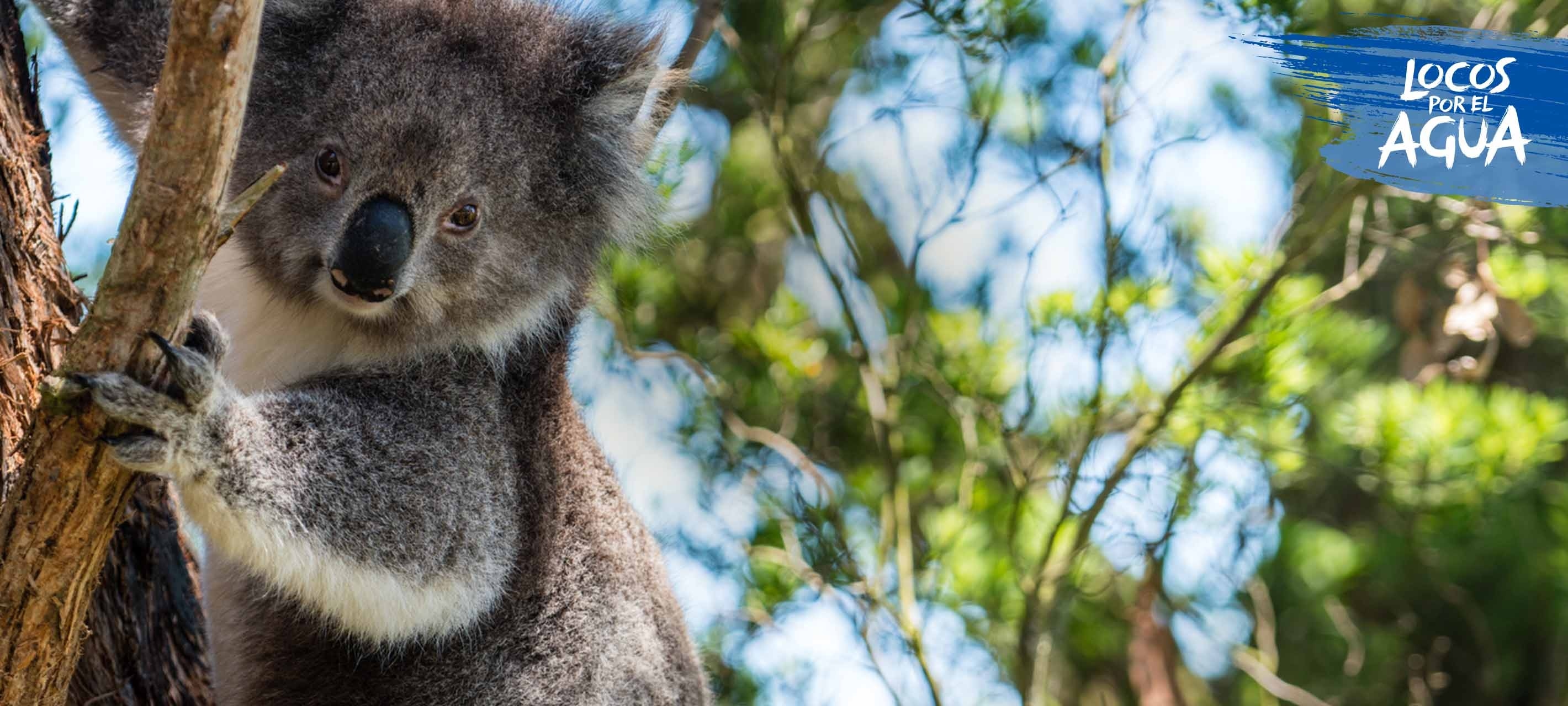 Un koala en un árbol de Australia, su hábitat natural.