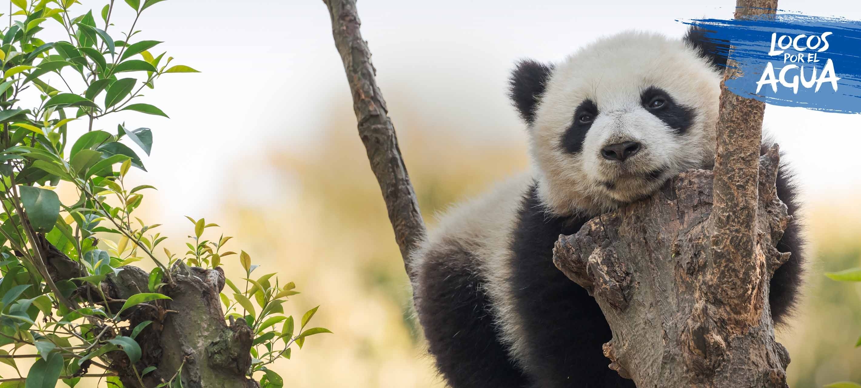 Un panda en un árbol, en su hábitat natural.