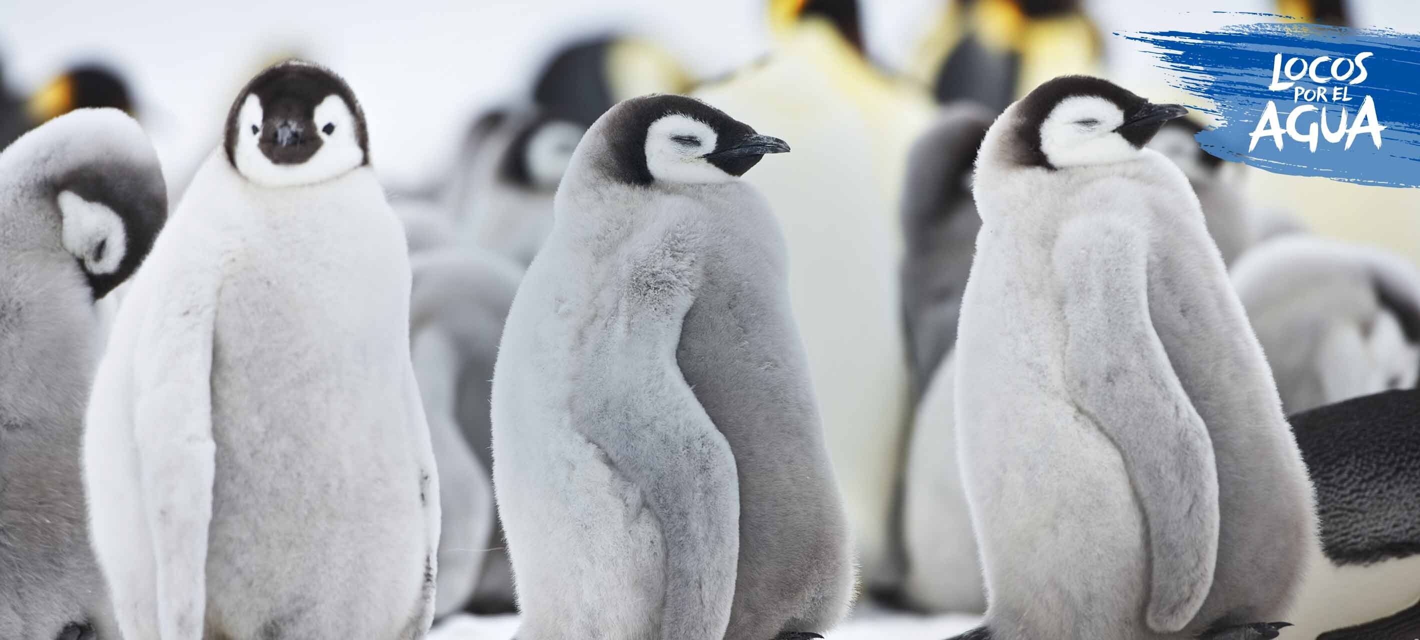 Una colonia de pingüinos árticos en su hábitat natural.