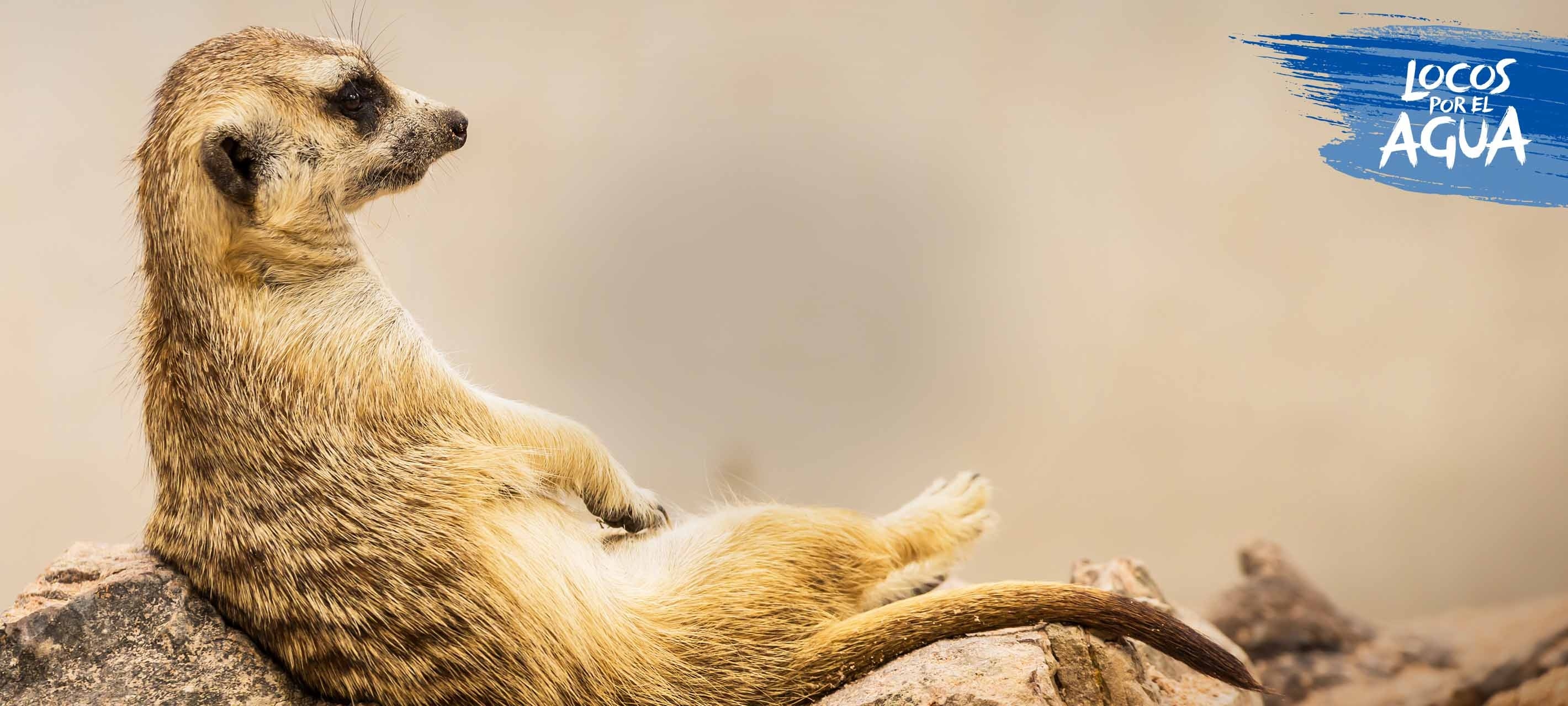 Una suricata tumbada en su hábitat natural.