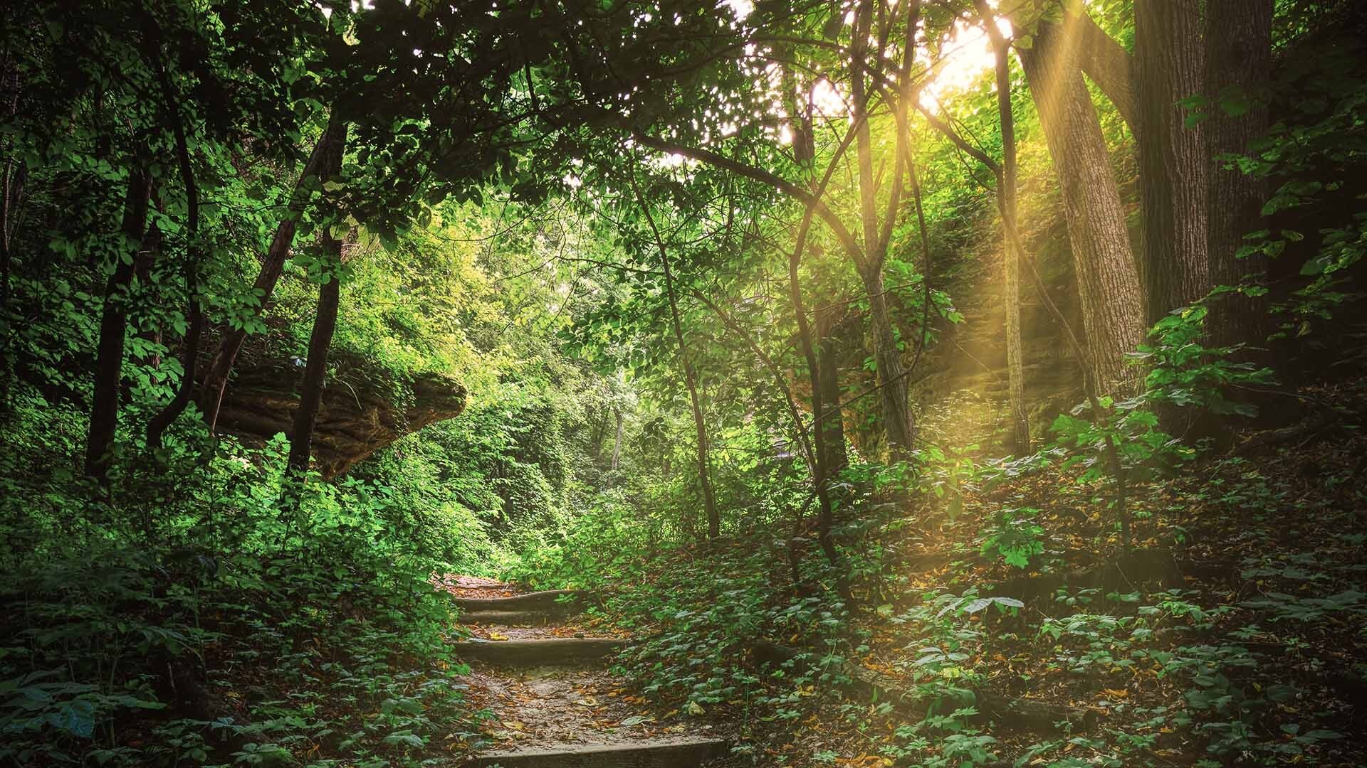 forest