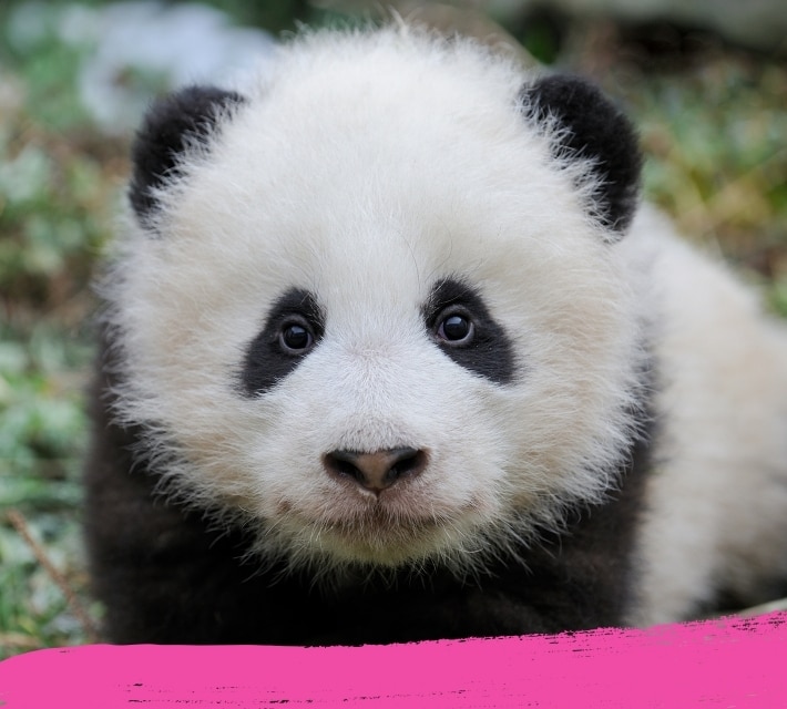 Un adorable cachorro de panda mira directamente a cámara.
