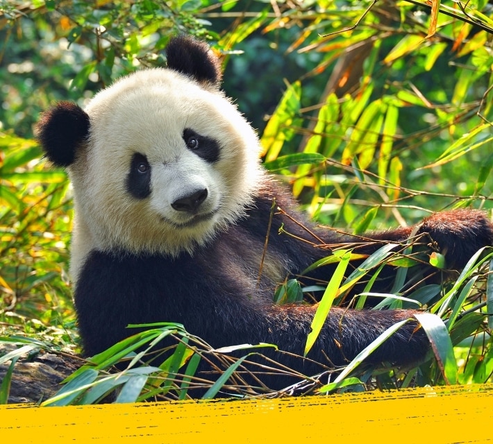 Un adorable panda se relaja en medio de la naturaleza.