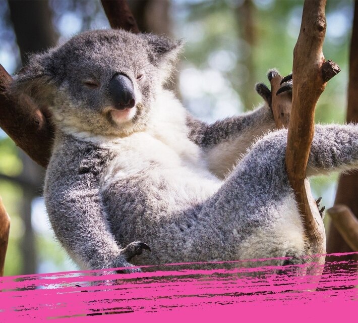 Un adorable y peludo koala se relaja en un árbol de Australia.