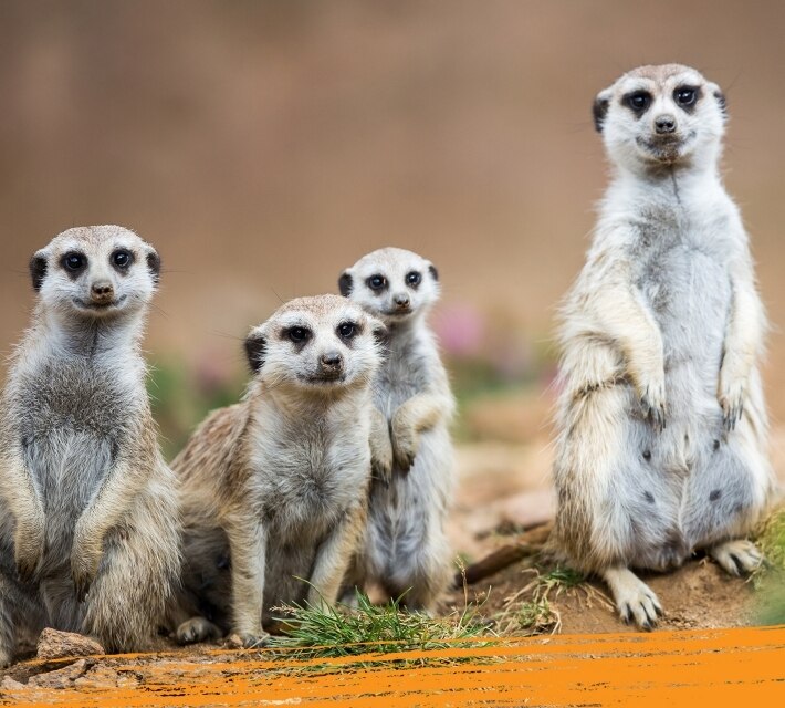 Varias crías de suricata se mantienen erguidas alegremente.