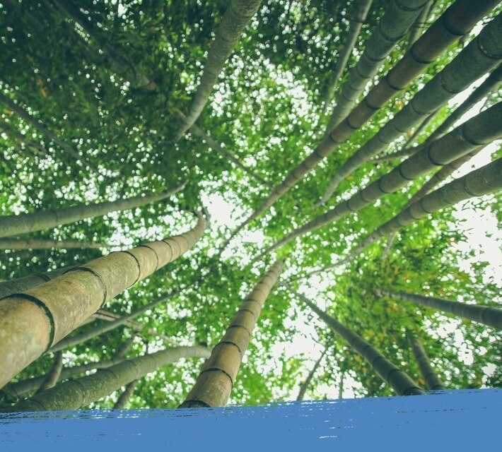 Bosque de bambú.
