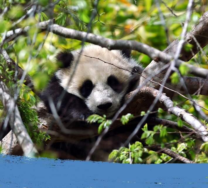 Un panda duerme en un árbol en medio de la naturaleza.