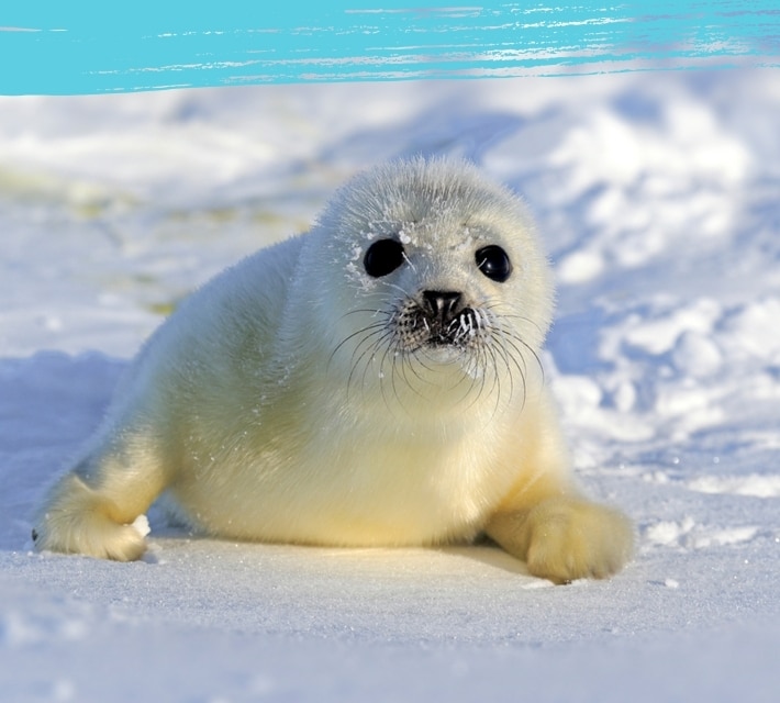 Un cachorro de foca pía en su hábitat natural.