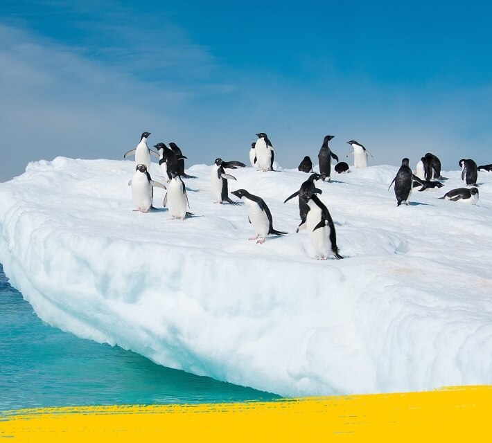 Una colonia de pingüinos en un glaciar.