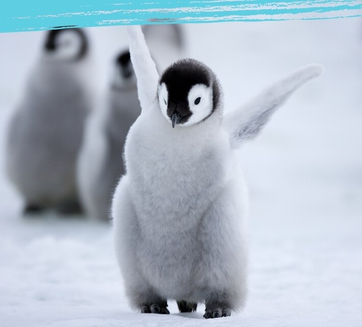 Una cría de pingüino muy alegre.