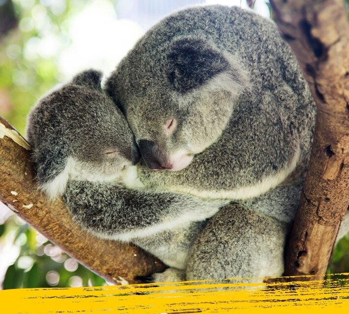 Una mamá koala y su cría duermen en un árbol.