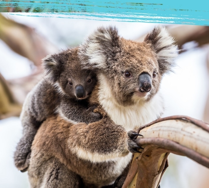 Una cría de koala y su madre en un árbol de los bosques australianos.