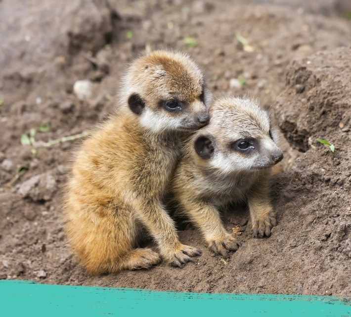 Dos crías de suricata se hacen arrumacos.
