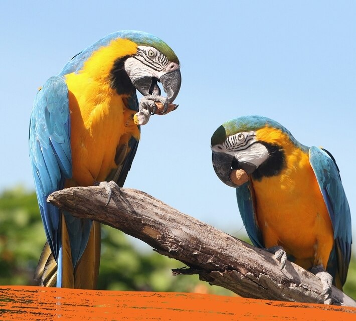 Dos loros comiendo.