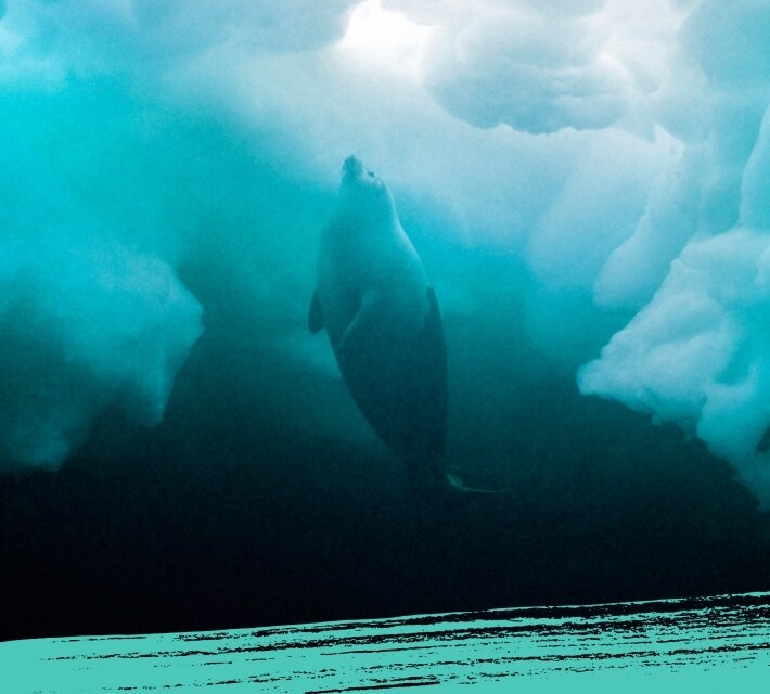 Una foca pía ártica nadando.