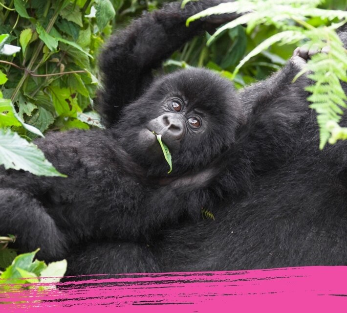 Un gorila de la selva se relaja y mastica hojas.