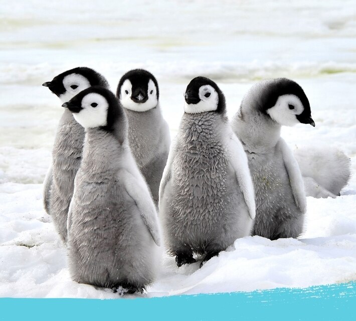 Un grupo de polluelos de pingüino ártico.