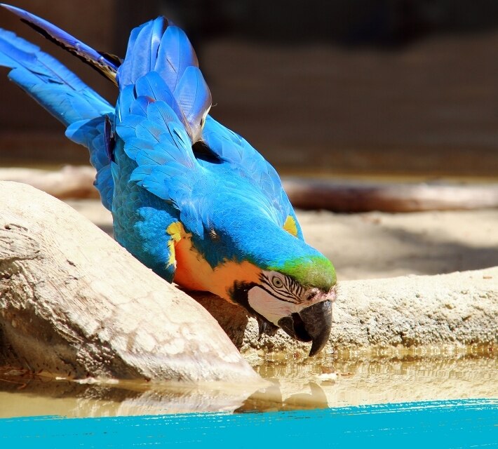 Un guacamayo azul y dorado bebe agua.