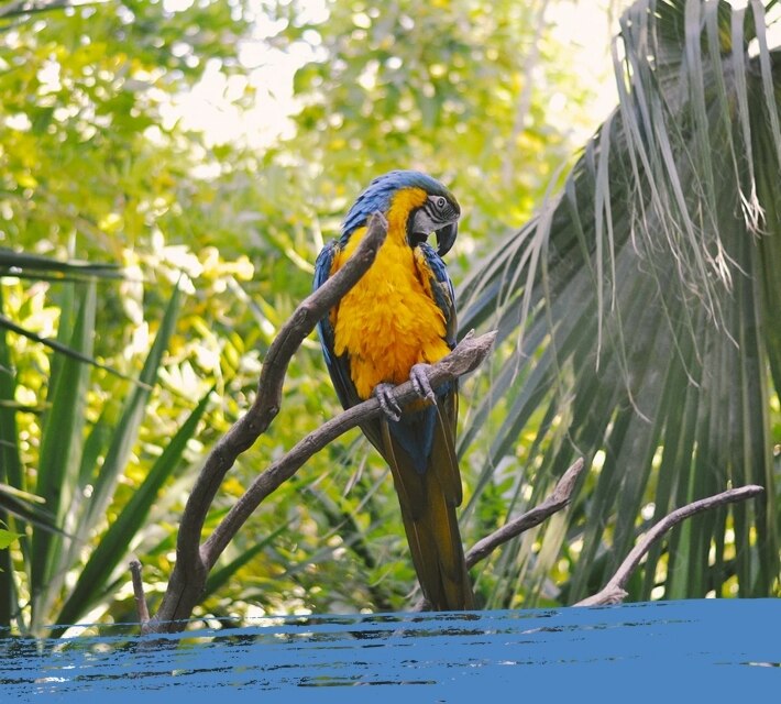 Un guacamayo azul y dorado apoyado en un árbol.