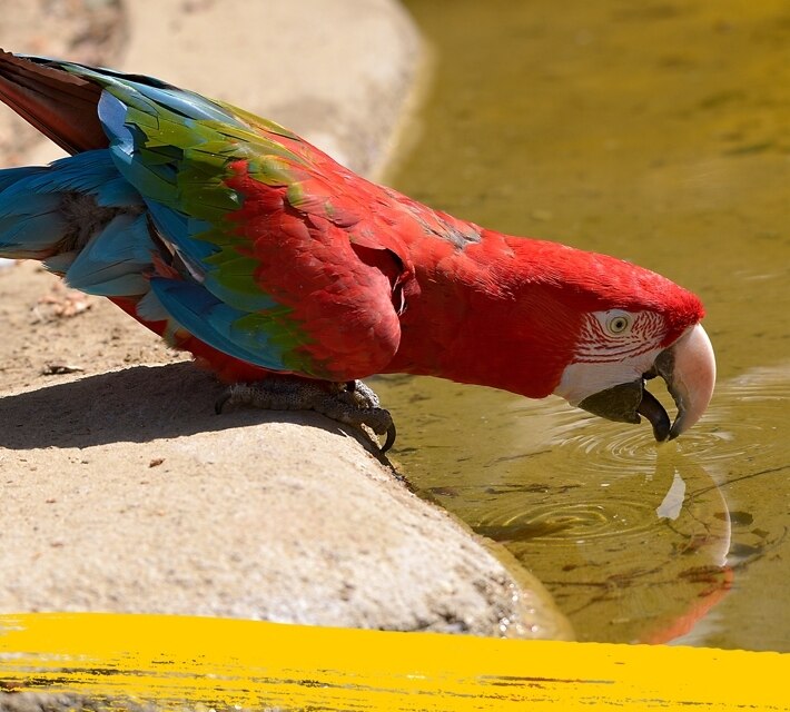 Un guacamayo rojo bebe agua de una pequeña charca.