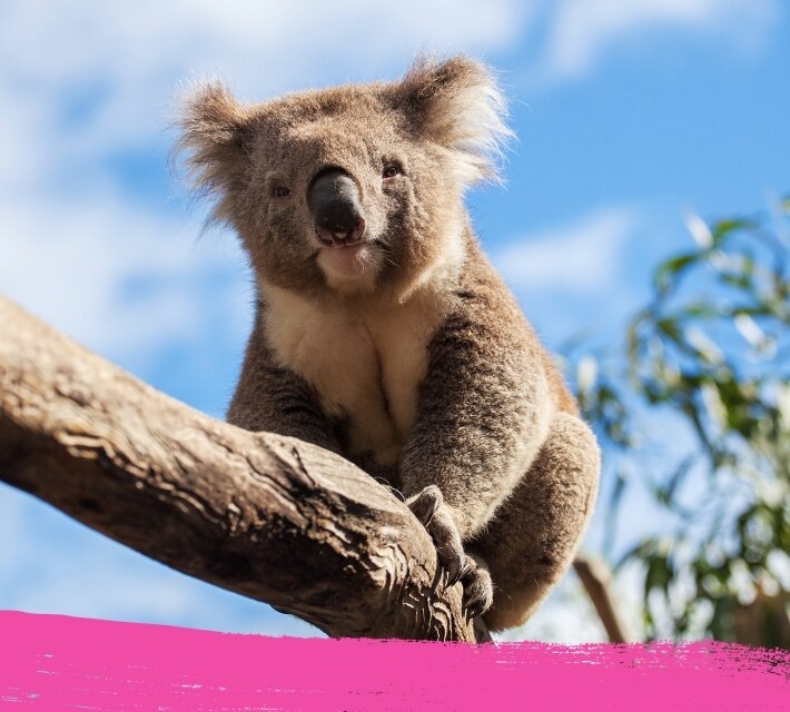 Imagen de un koala que se columpia en una rama de árbol.