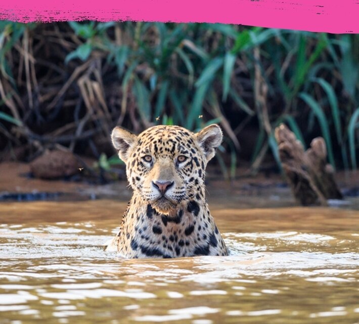 Un jaguar permanece inmóvil en una charca de agua.