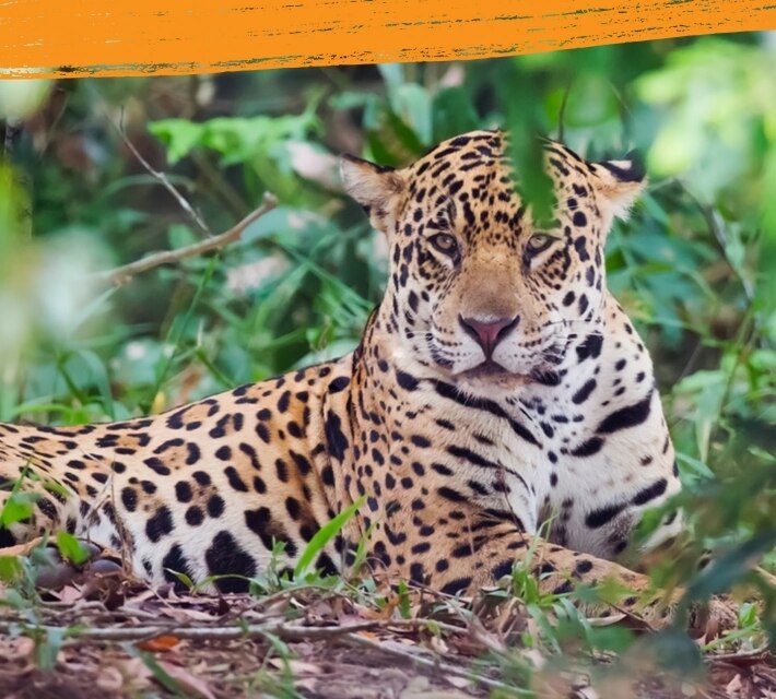 Un jaguar en su hábitat natural.