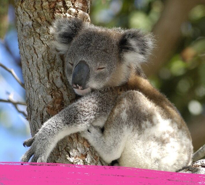 Un koala abrazado a un árbol de Australia, su hábitat natural.