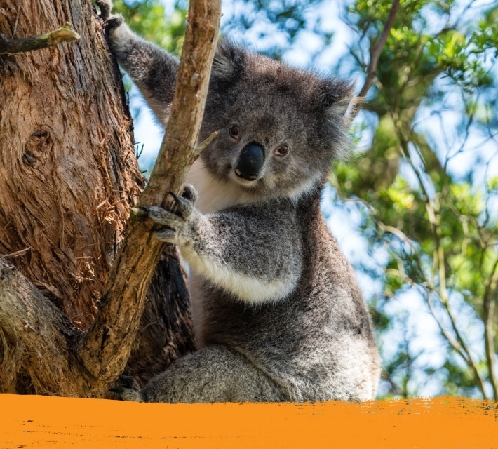 Un koala curioso en Australia, su hábitat natural.