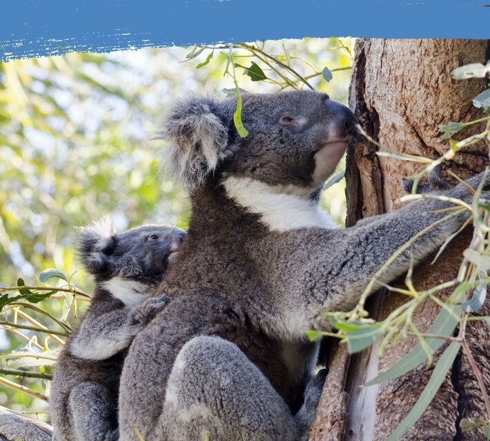 Una mamá koala y su cría comen hojas de eucalipto.