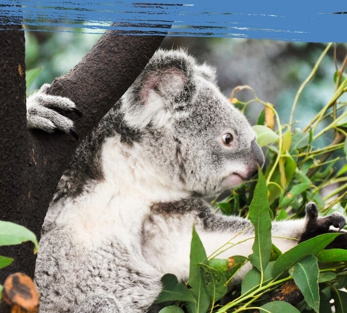 Un koala agarrado a un árbol intenta alcanzar las hojas de un eucalipto.