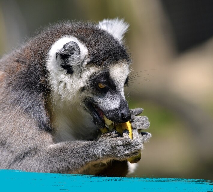 Un lémur comiendo.