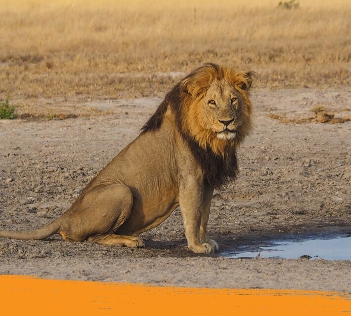 Un león inmóvil en medio de la sabana.