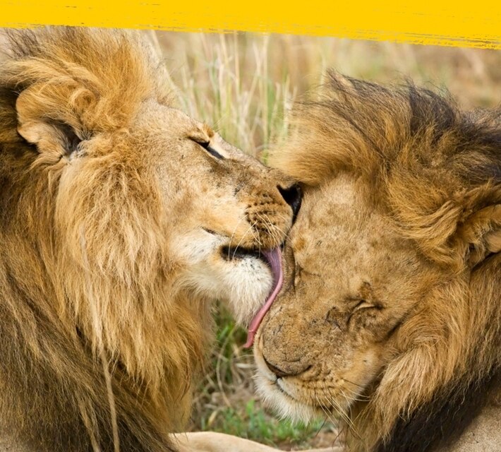 Dos leones se lamen mutuamente.