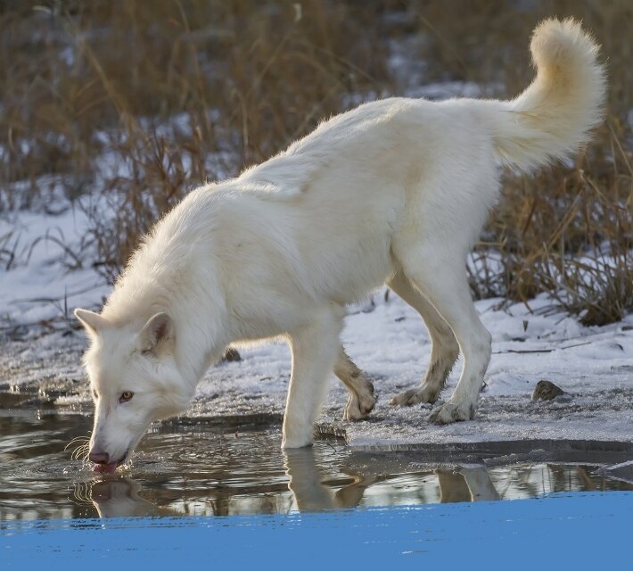 Un lobo ártico bebe agua de una charca.