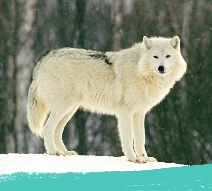 Un lobo ártico en su hábitat natural.