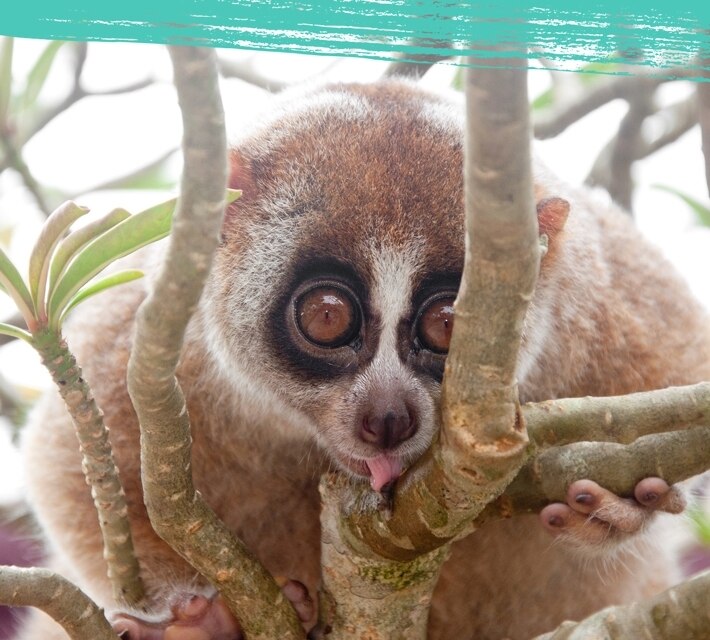 Nestlé Aquarel locos por el agua selva