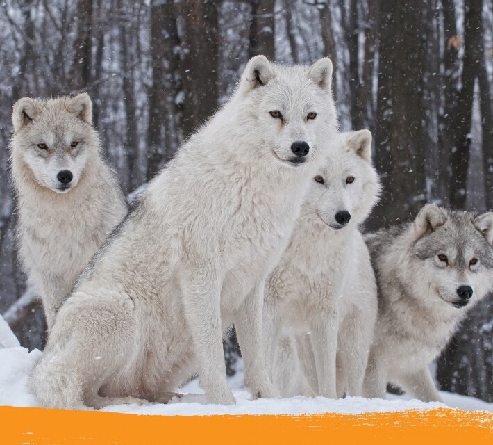 Una manada de lobos árticos en su hábitat natural.