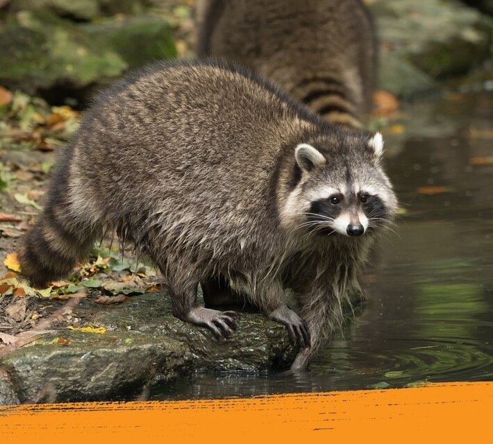 Un mapache corre por su hábitat natural cerca del agua.