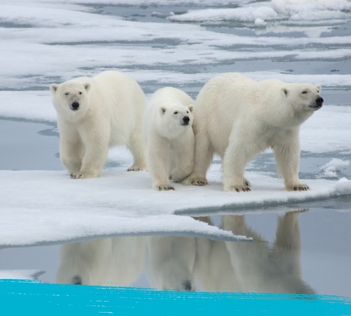 Un oso polar junto a sus dos crías.